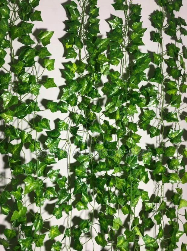 Wall Beautiful Money Plants 12pcs