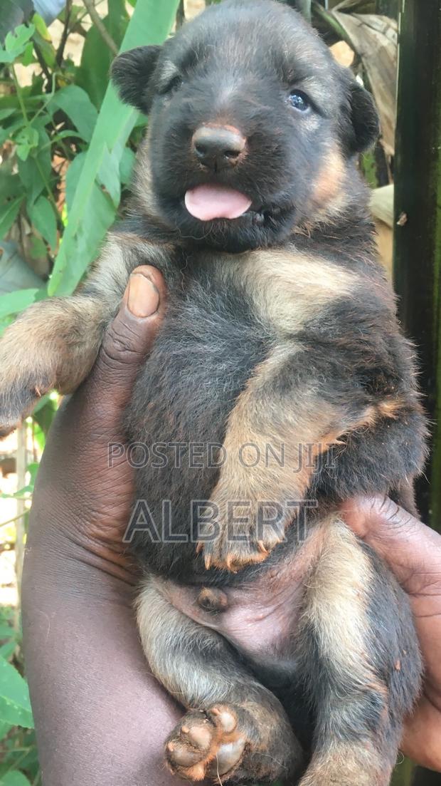 0-1 month Male Purebred German Shepherd