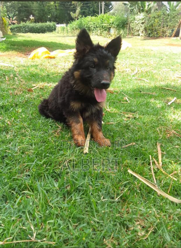 3-6 months Female Purebred German Shepherd
