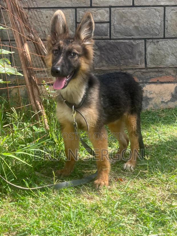 3-6 months Female Purebred German Shepherd
