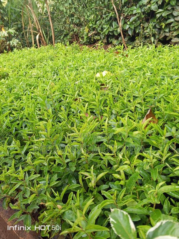 Keiapple (Kayaba) Fence Seedlings - thumbnail 3