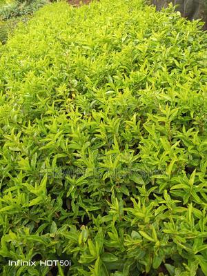 Keiapple (Kayaba) Fence Seedlings - thumbnail 2