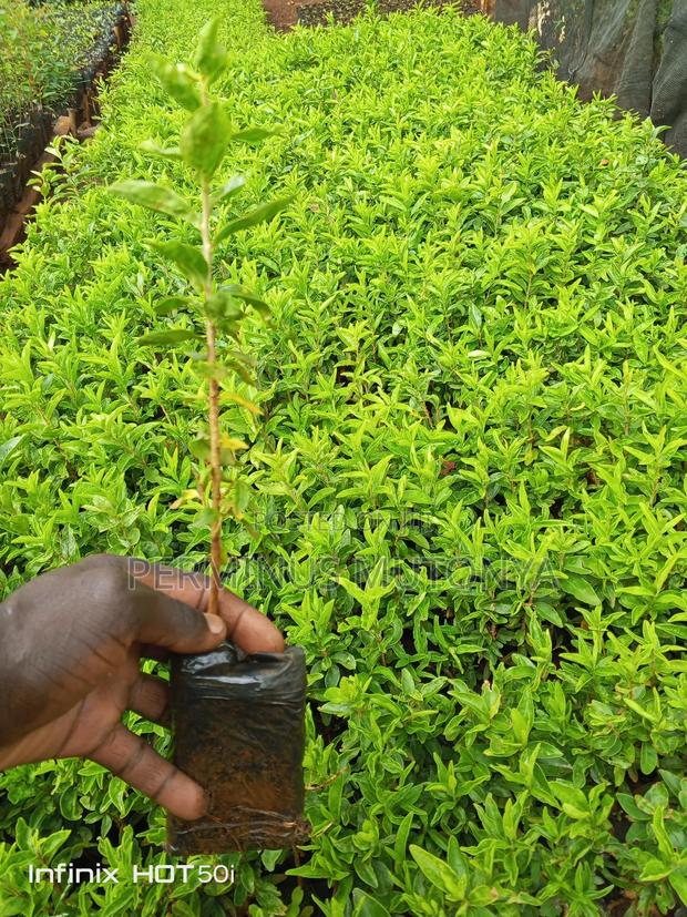 Keiapple (Kayaba) Fence Seedlings - thumbnail 4