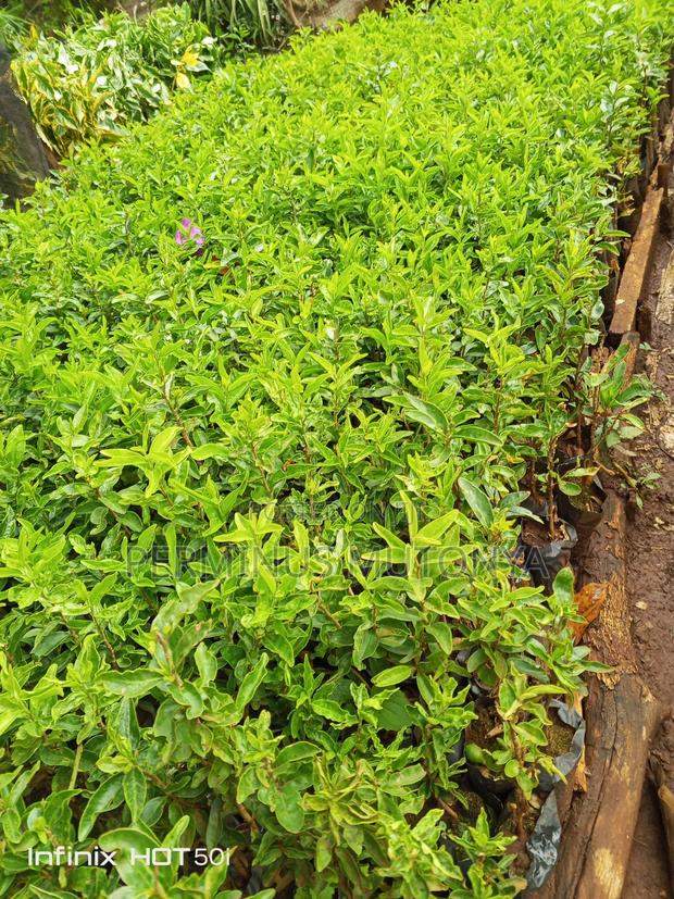 Keiapple (Kayaba) Fence Seedlings - thumbnail 5