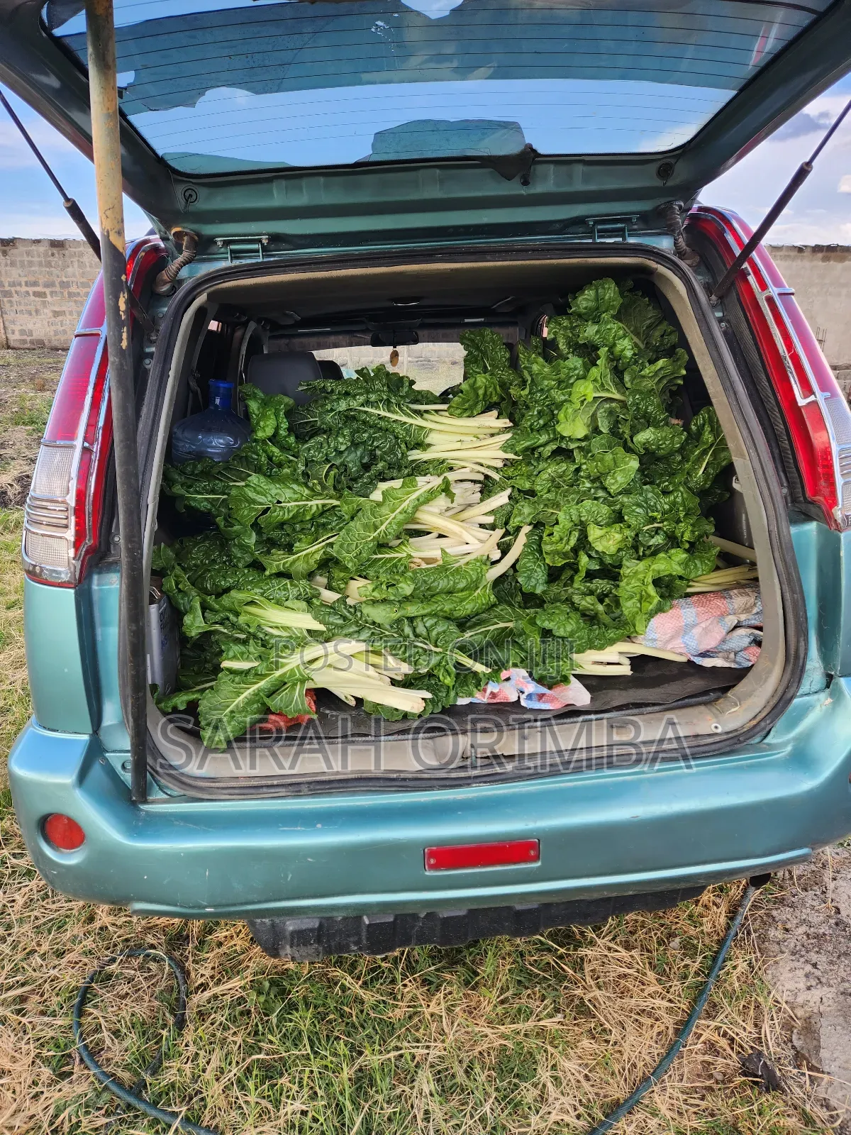 Vegetable for Sell