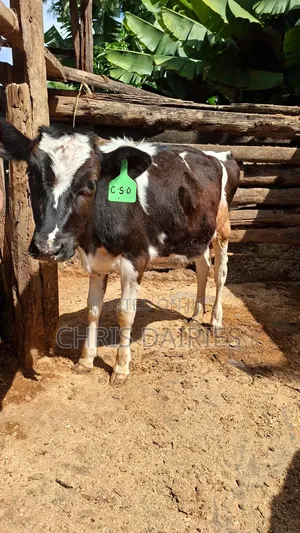 Freshian Young Heifer .
