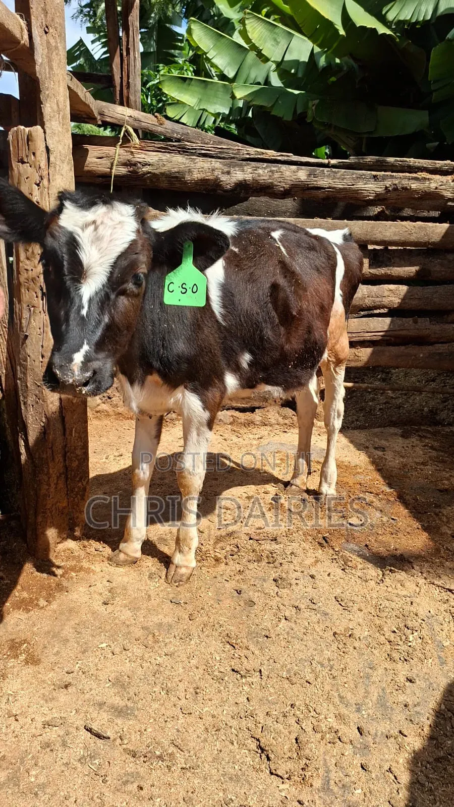 Freshian Young Heifer .