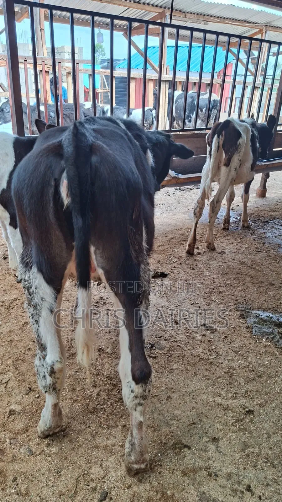Freshian Young Heifer .