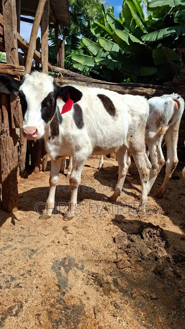 Freshian Young Heifer . - main view