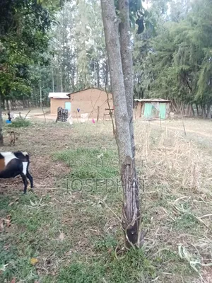 3 Acres Prime Agricultural Land