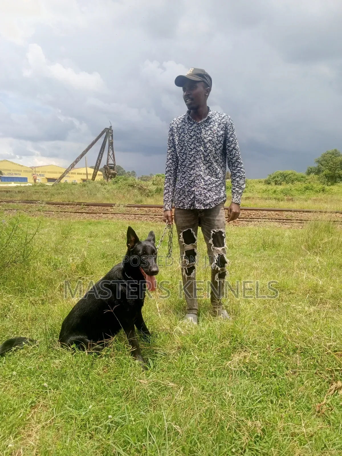 1+ year Female Purebred German Shepherd