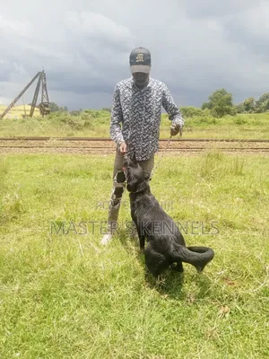 1+ year Female Purebred German Shepherd