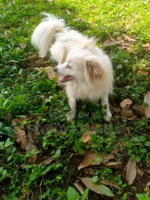 1+ year Male Purebred Japanese Spitz