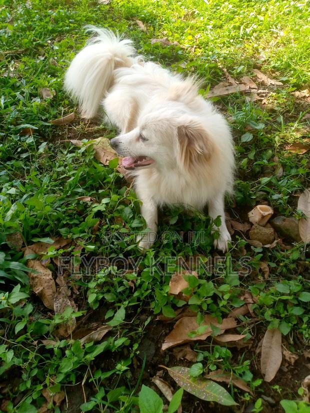 1+ year Male Purebred Japanese Spitz