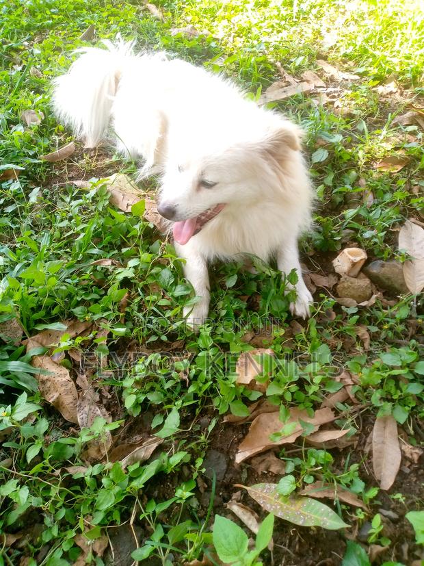 1+ year Male Purebred Japanese Spitz - thumbnail 2