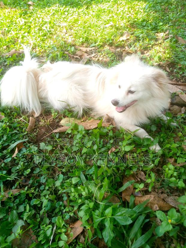 1+ year Male Purebred Japanese Spitz - thumbnail 3