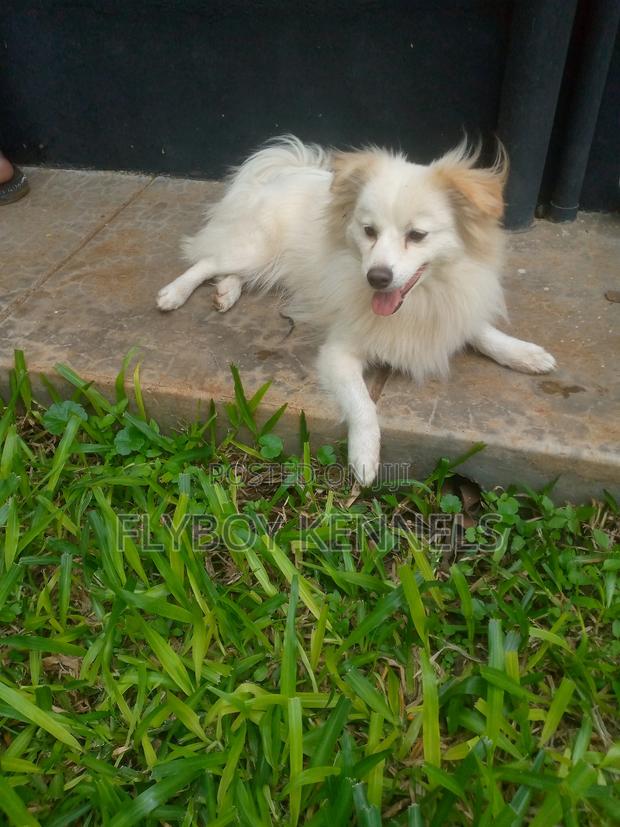 1+ year Male Purebred Japanese Spitz - thumbnail 5
