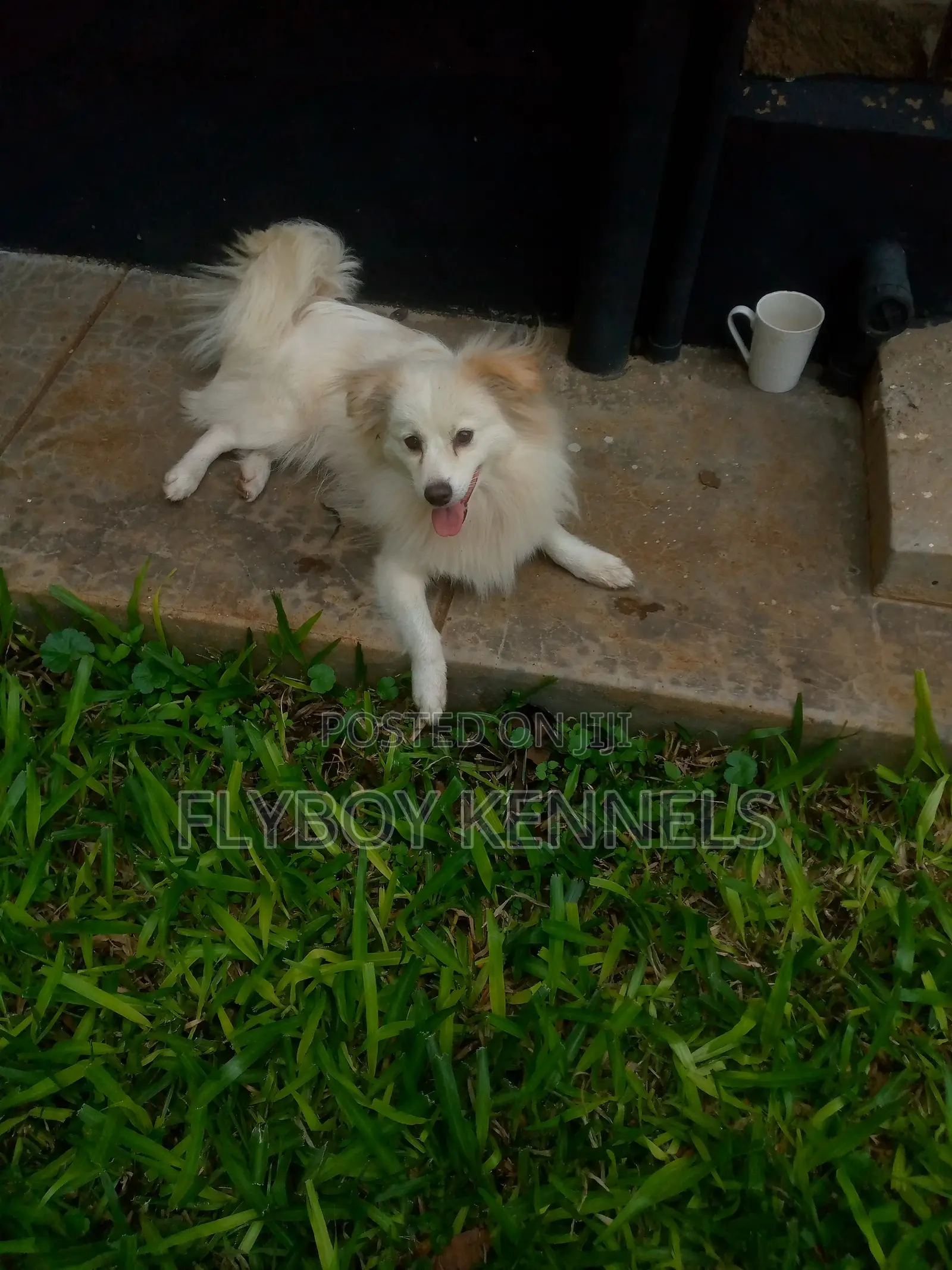 1+ year Male Purebred Japanese Spitz