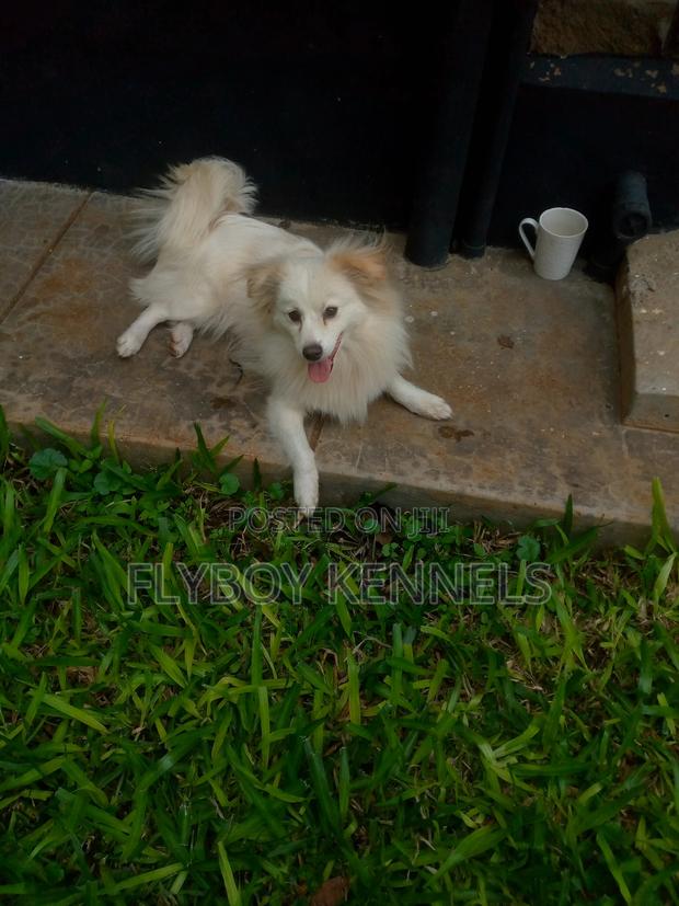 1+ year Male Purebred Japanese Spitz - thumbnail 6