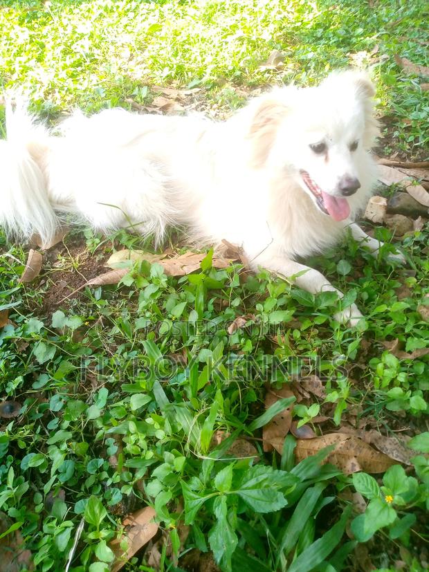 1+ year Male Purebred Japanese Spitz - thumbnail 7