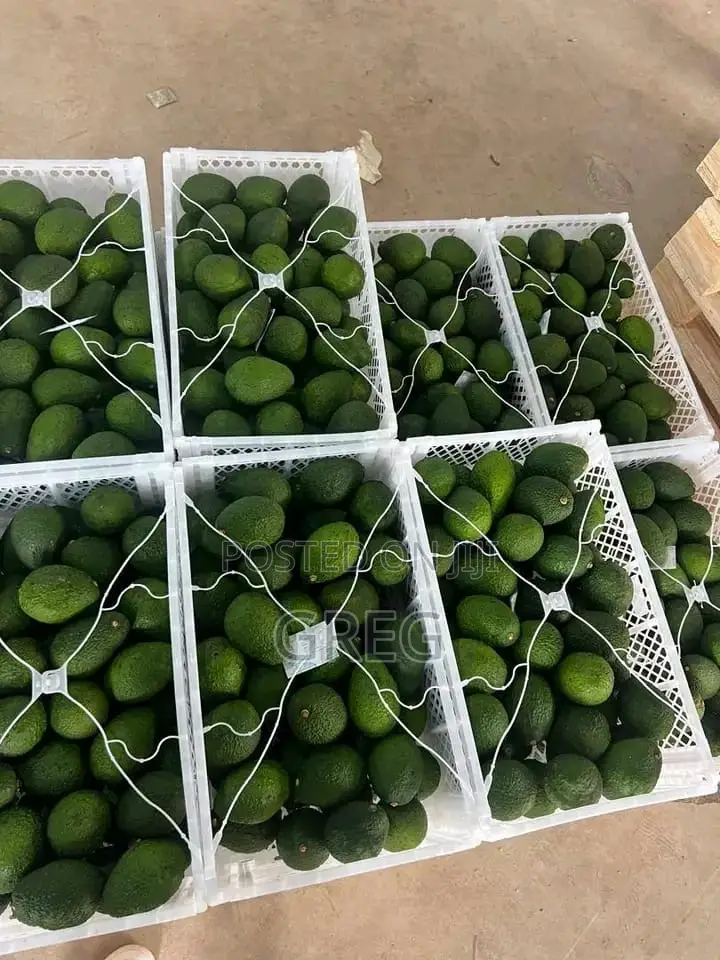 Ripe Hass Avocados