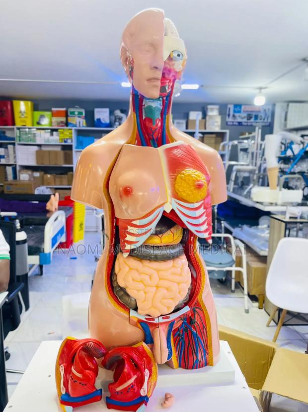 Anatomy Trunk Model With Internal Organs/Organs Manikins - main view