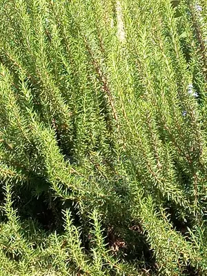 Rosemary Branches