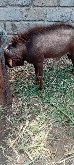 Alpine Hegoat - thumbnail 2