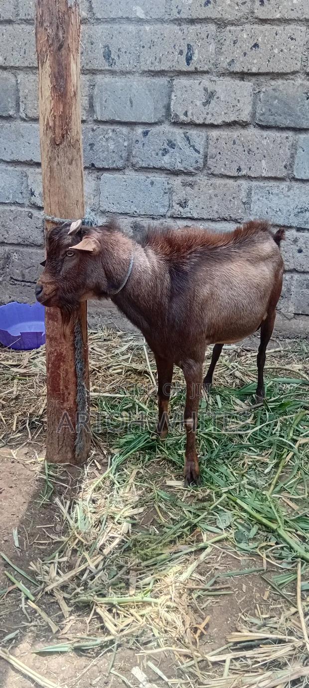 Alpine Hegoat - thumbnail 3