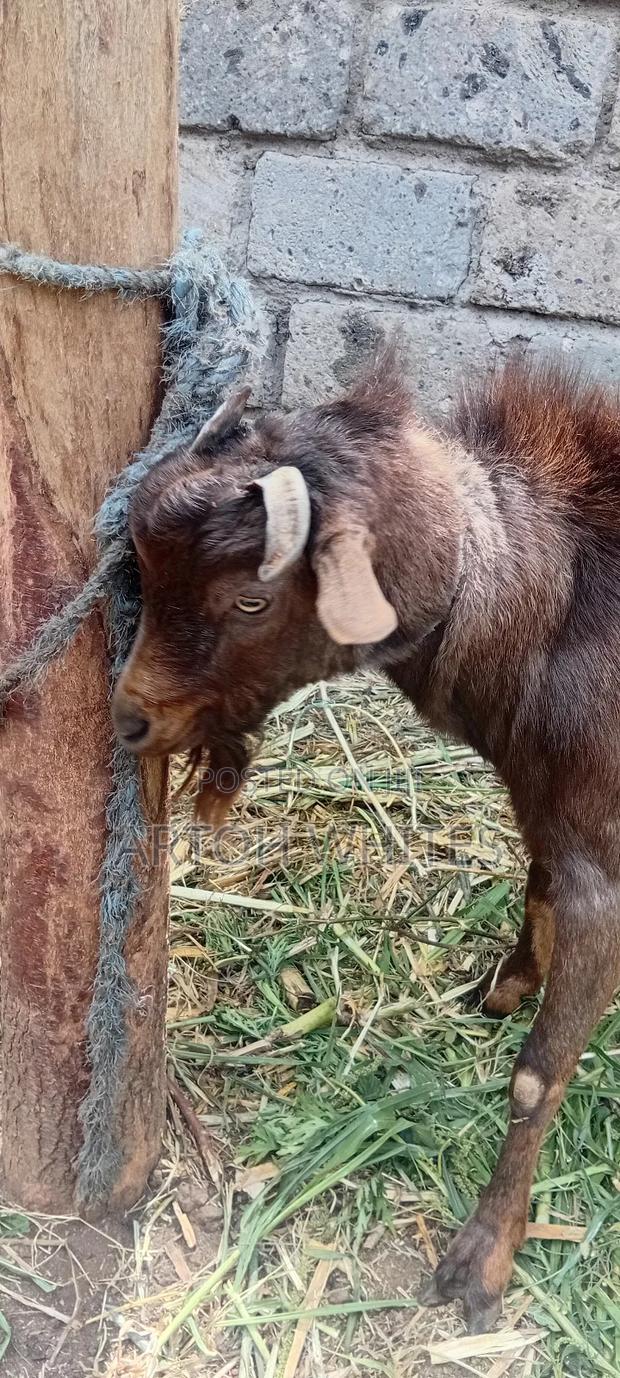 Alpine Hegoat - thumbnail 4