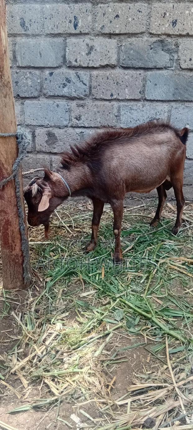 Alpine Hegoat - thumbnail 5