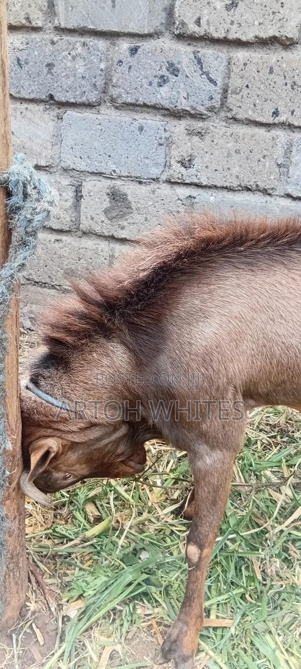 Alpine Hegoat - thumbnail 6