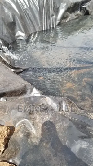 Fish Fingerlings (Tilapia and Mad Fish)