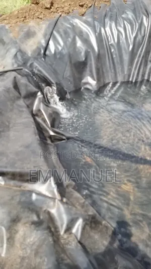 Fish Fingerlings (Tilapia and Mad Fish)