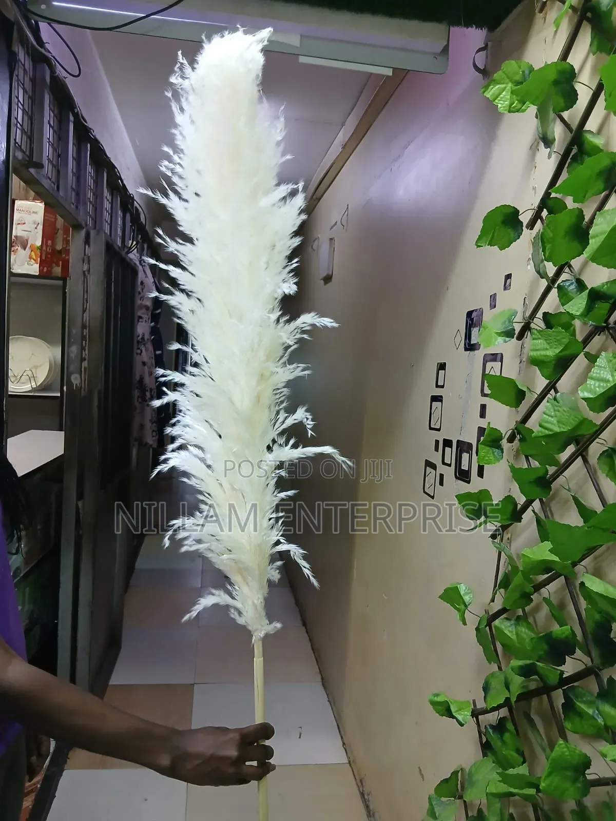 Big Fluffy Pampas Grass- Colored