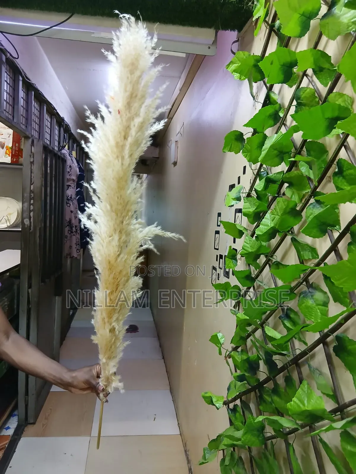 Big Fluffy Pampas Grass- Colored