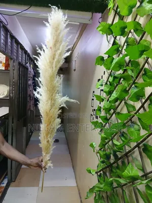 Big Fluffy Pampas Grass- Colored