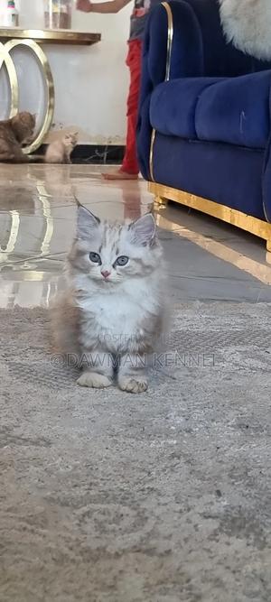 1-3 months Male Purebred Ragdoll - thumbnail 2