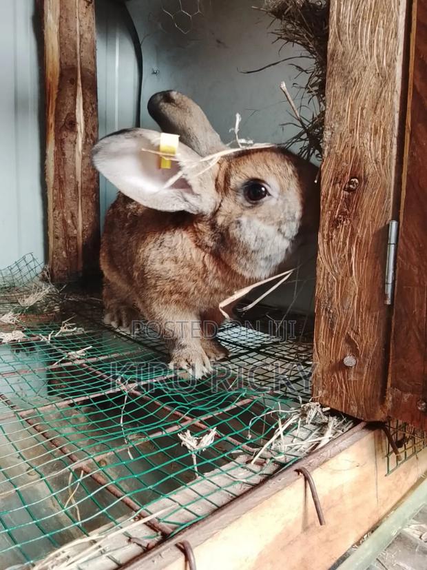 Pure Breed Rabbits