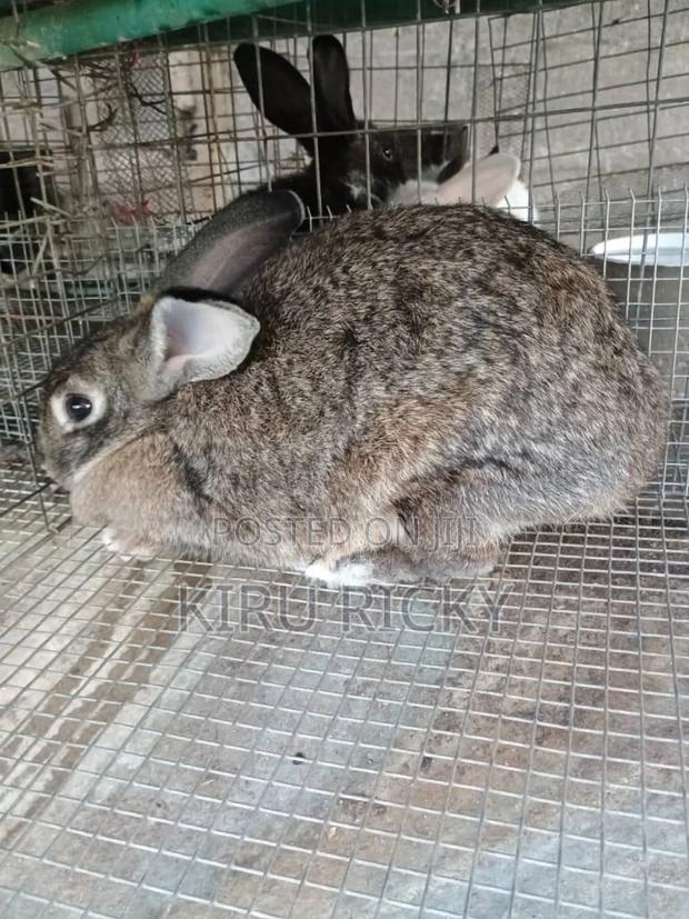 Pure Breed Rabbits - thumbnail 3
