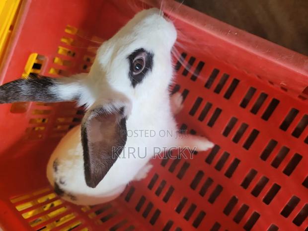 Pure Breed Rabbits - thumbnail 4