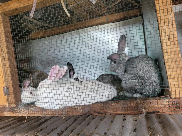 Pure Breed Rabbits - thumbnail 5