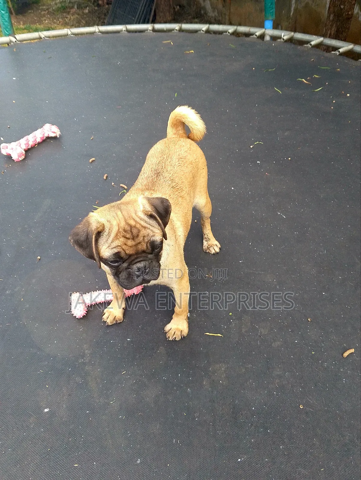 1-3 months Male Purebred Pug