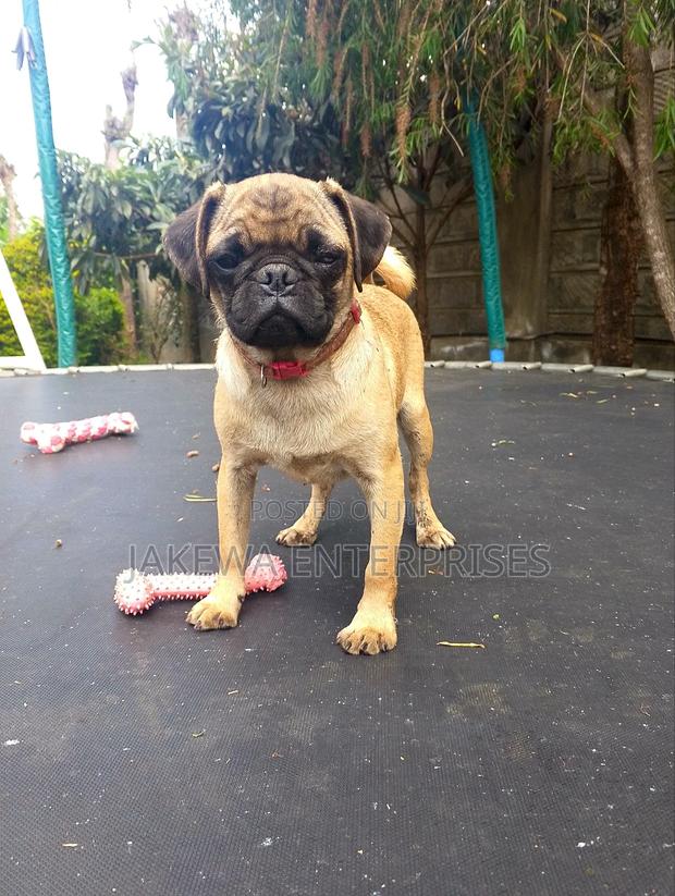 3-6 months Female Purebred Pug