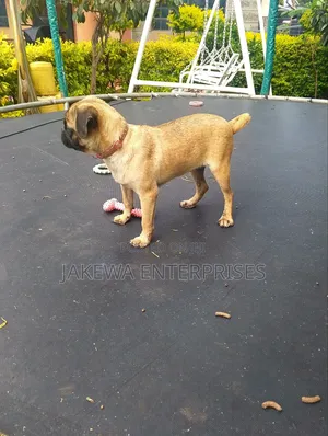 3-6 months Male Purebred Pug