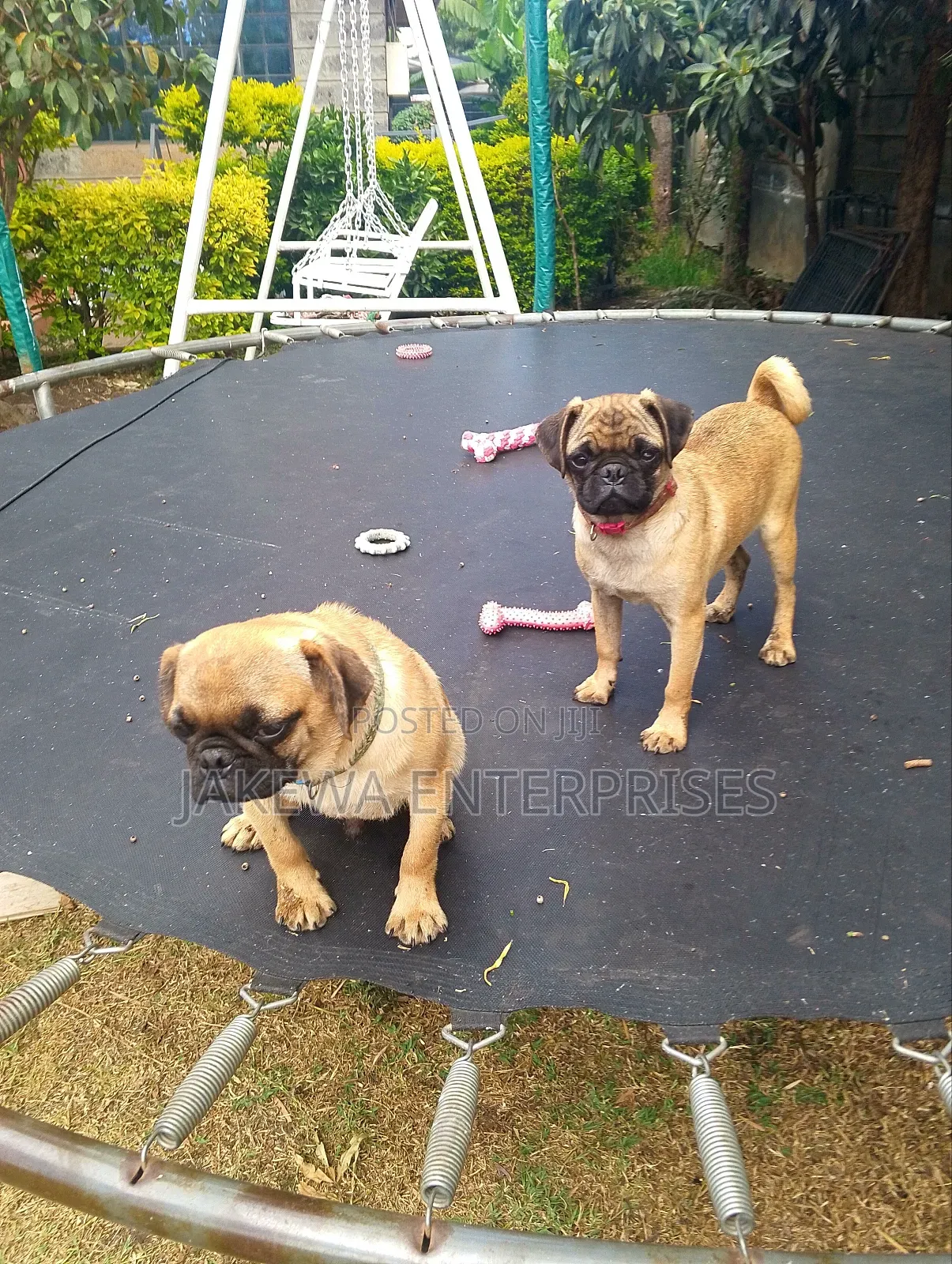 3-6 months Female Purebred Pug