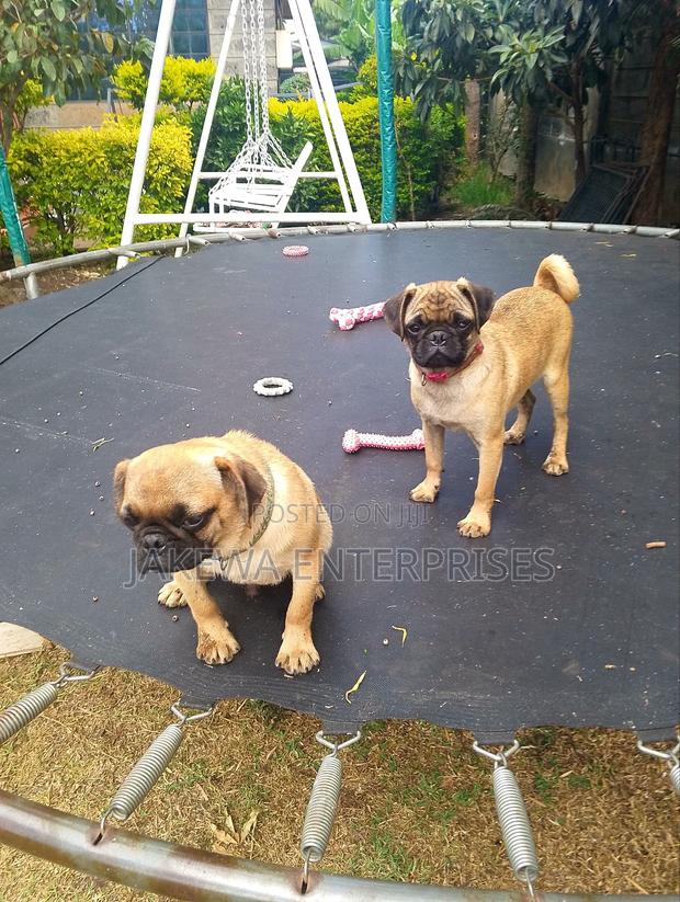 3-6 months Female Purebred Pug
