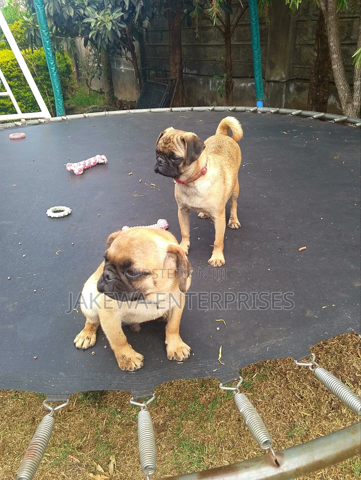 3-6 months Female Purebred Pug