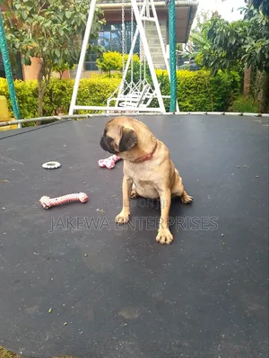 3-6 months Female Purebred Pug