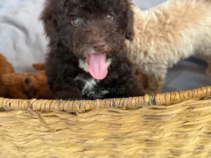 1-3 months Male Purebred Poodle